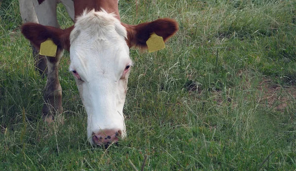 Cow Head Cow Eating Grass Agriculture Farm Ranch — Fotografia de Stock