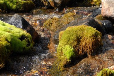 Nehrin başlangıcı