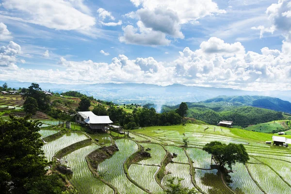 Rýžové Terasy Severním Thajsku Štěstí Uprostřed Krásné Přírody — Stock fotografie