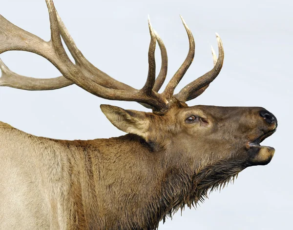 Geïsoleerde Elk close-up — Stockfoto