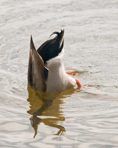 Single Duck Diving — Stock Photo, Image