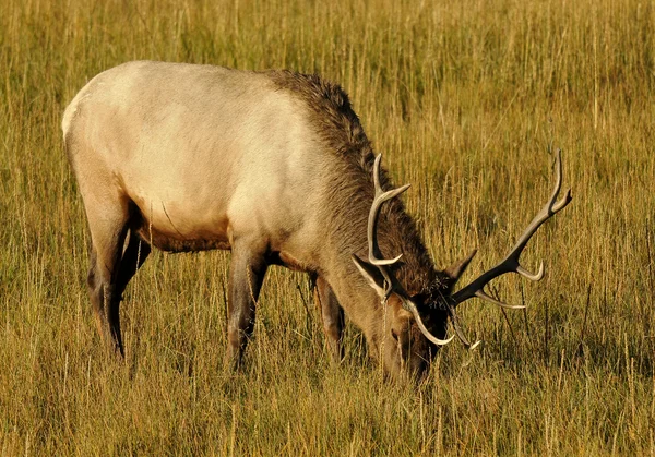 Alce toro salvaje en la hierba — Foto de Stock