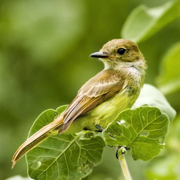 Galapagos finch pták — Stock fotografie