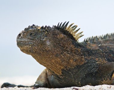 Galapagos deniz iguanası