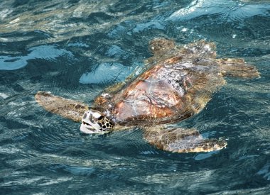 Galapagos Adaları deniz kaplumbağası