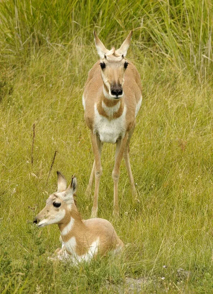 Antilopi Madre Cucciolo — Foto Stock