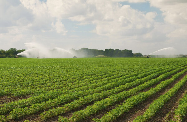 Fertile Field Being Irrigated
