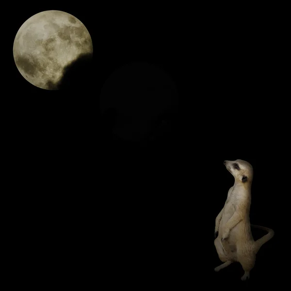 Меркат смотрит на Луну — стоковое фото