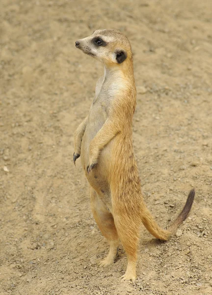 Guarda de alerta Meerkat — Fotografia de Stock