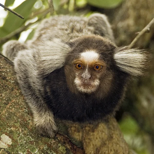 Sagui-Affe aus nächster Nähe — Stockfoto
