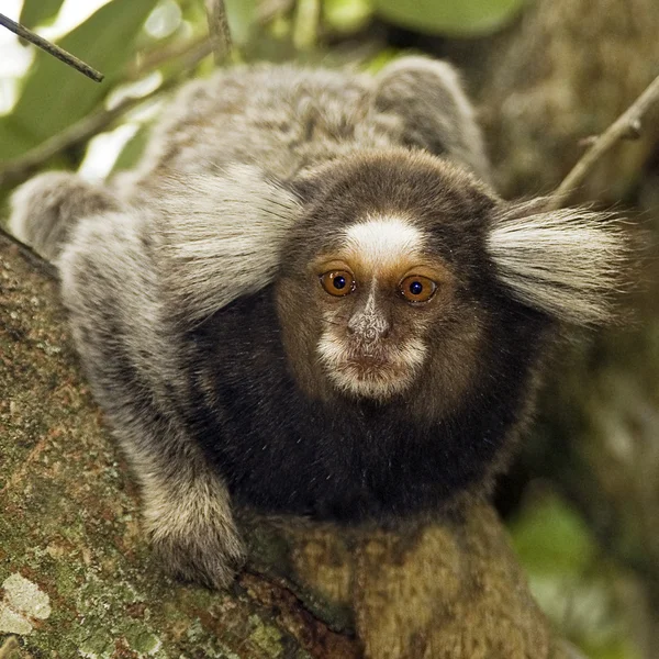 Macaco Sagui, Stock image