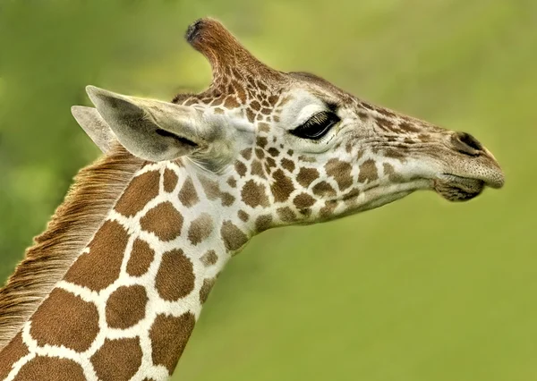 Profil de girafe bébé Images De Stock Libres De Droits