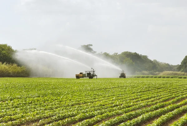 Bewässerungsszene in der Landwirtschaft Stockbild