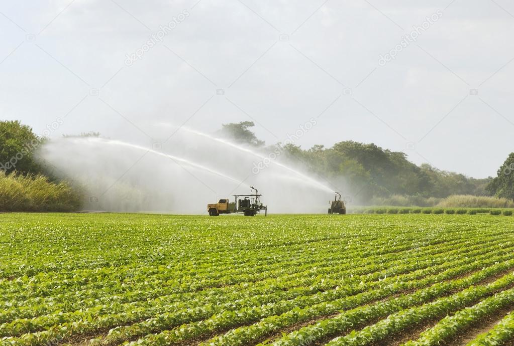 Agricultural Irrigation Scene