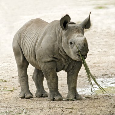 Young Rhino Eating clipart