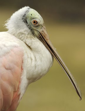 pembe kaşıkçı kuşu