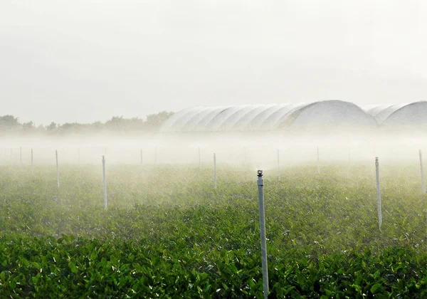 Irrigation sur une pépinière verte — Photo