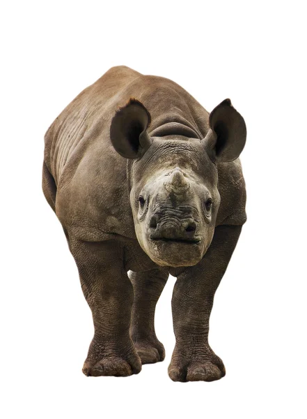 Jeune Rhino isolé — Photo