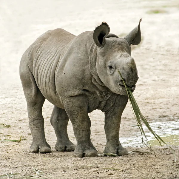 먹는 젊은 코뿔소 — 스톡 사진
