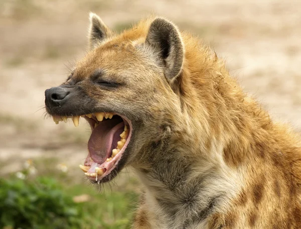 Potentes mandíbulas de hiena — Foto de Stock