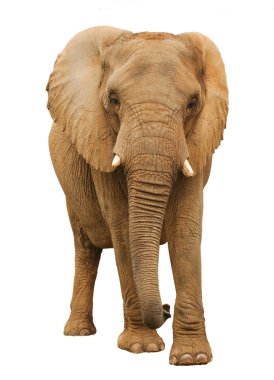 İzole Afrika fili