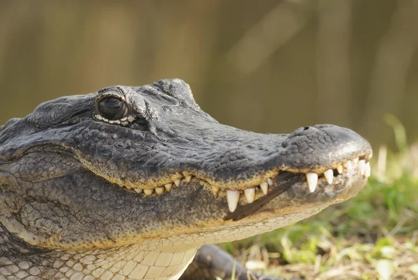 Alligator closeup — Stock Photo, Image