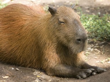 Capybara Profile clipart