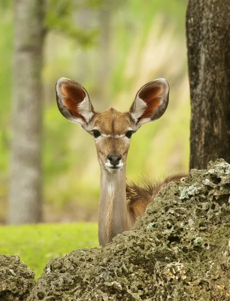 Young Gazelle Peeking — Stock Photo, Image