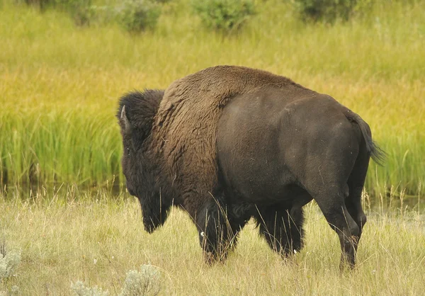 Migrowanie Buffalo — Zdjęcie stockowe