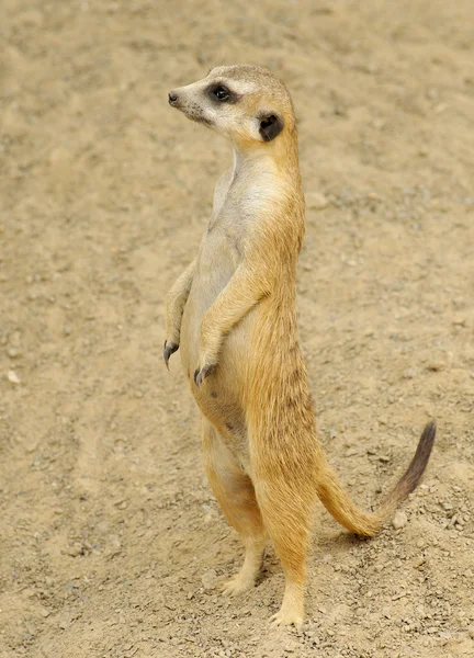 Meerkat em pé vista lateral — Fotografia de Stock