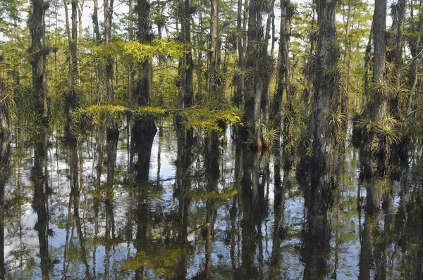 Ecosistema delle Everglades — Foto Stock