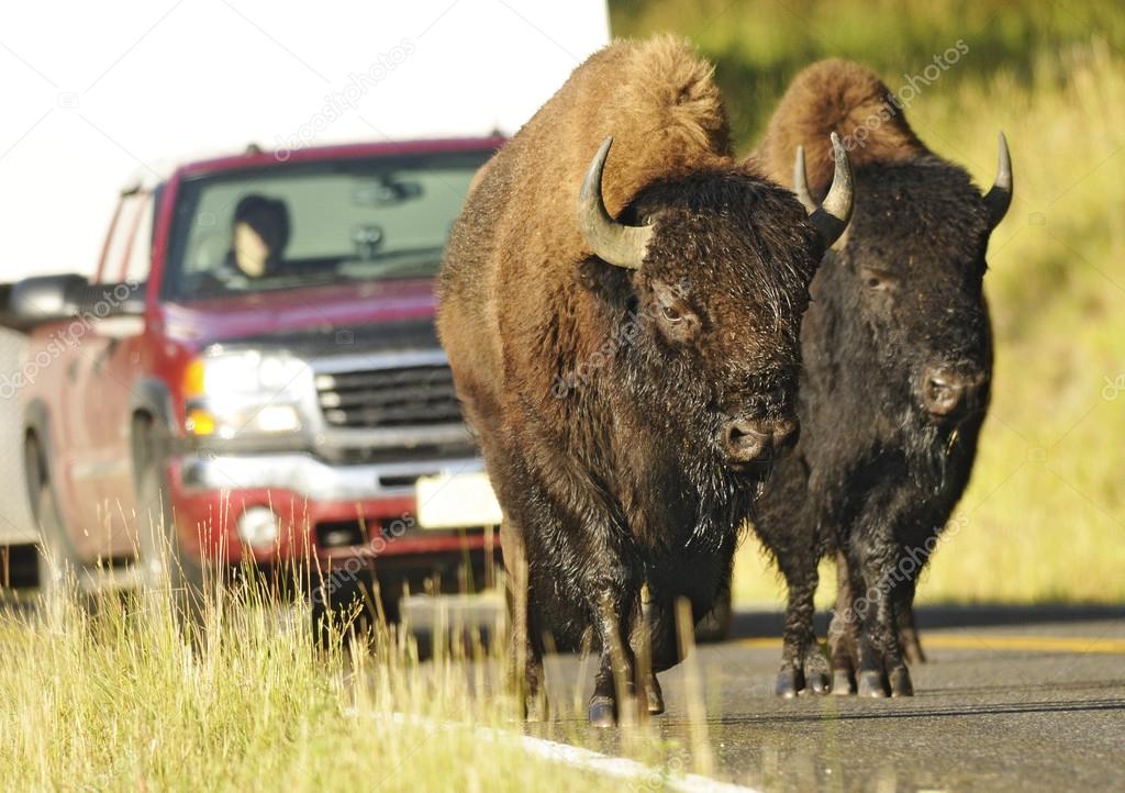Wild Buffaloes in the Street