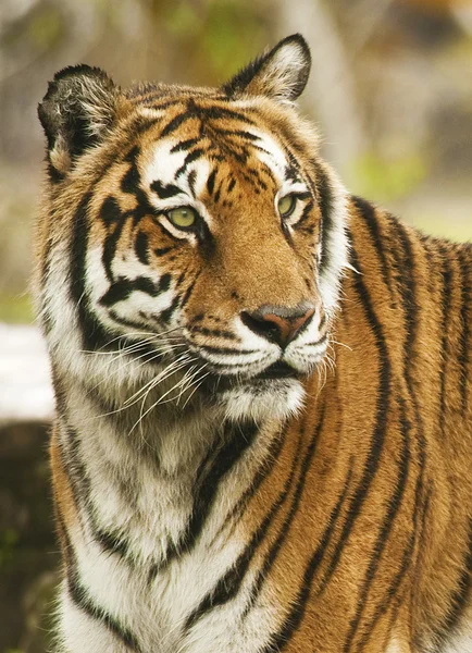 Bengal Tiger Portrait — Stockfoto