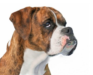 Boxer Köpek profil