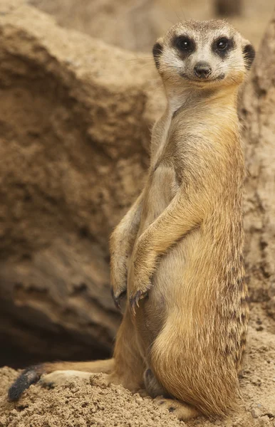 Nyfikna Meerkat på vakt — Stockfoto