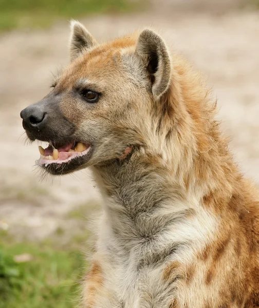 Fläckig hyena porträtt — Stockfoto