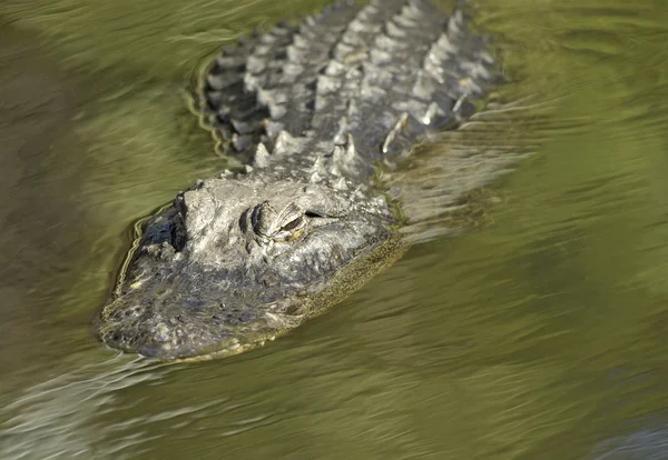 Alligator in beweging — Stockfoto