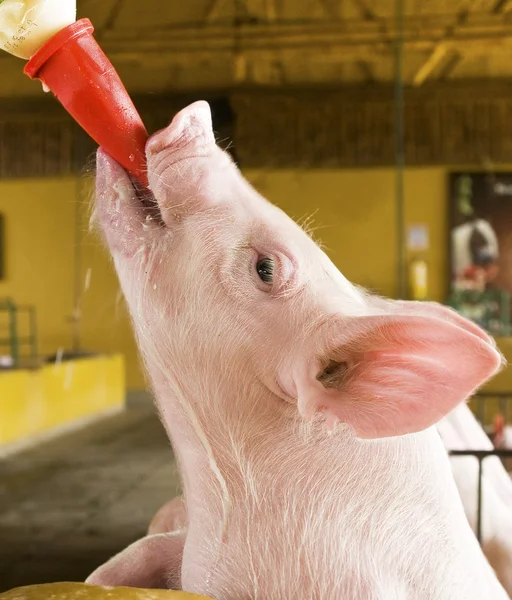 Alimentando um porco recém-nascido — Fotografia de Stock