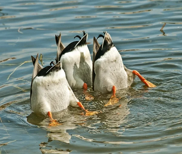 Ducks Teamwork Dive — Fotografie, imagine de stoc