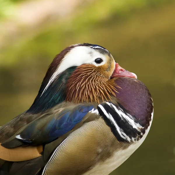 Colorful Mandarin Duck Profile — Stock Photo, Image