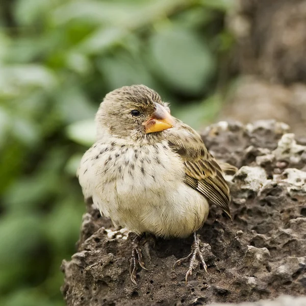 Tree Finch fågel — Stockfoto