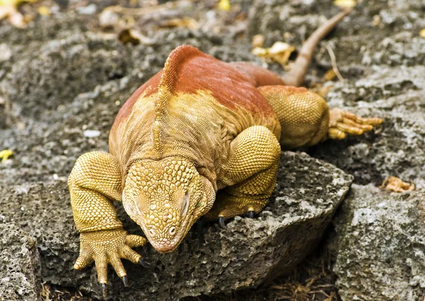 Föld Iguana (Conolophus-Subcristatus) — Stock Fotó