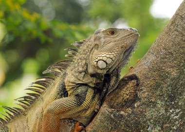 Bir ağaç tırmanma Iguana