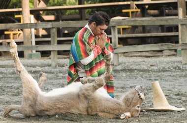 Eşek oynayan ölü dramatizasyon