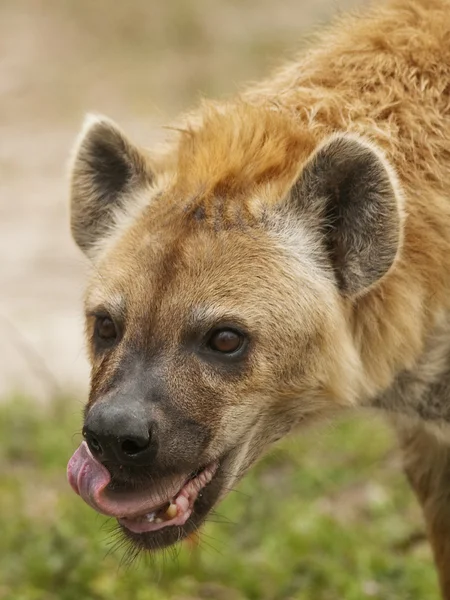 Hyena Head Shot — Stockfoto