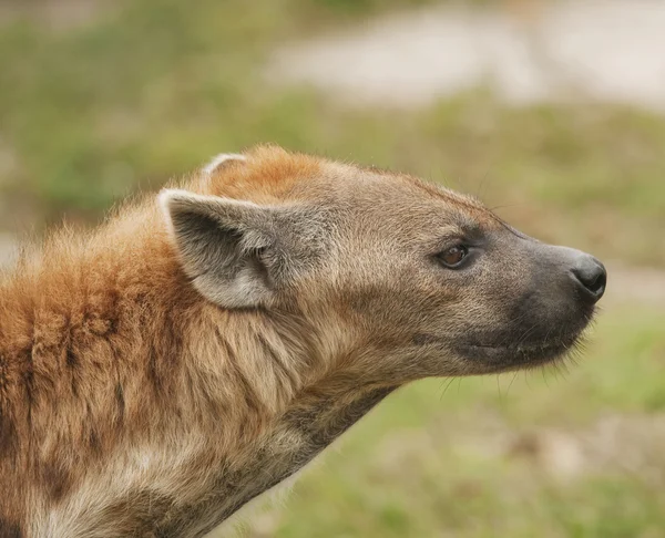 Hyena Head Shot — Stockfoto