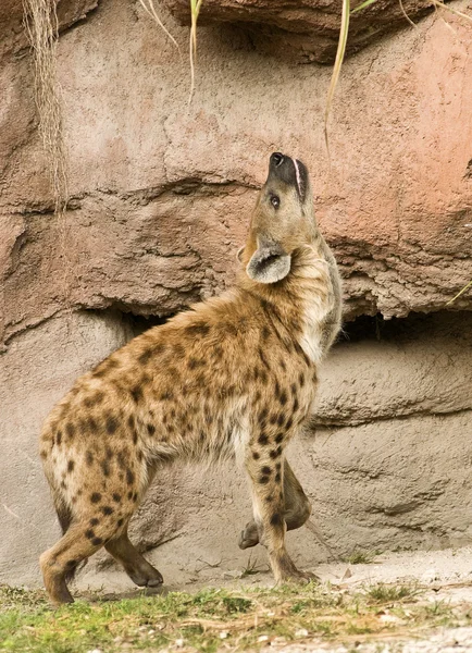 Spotted Hyena Profile