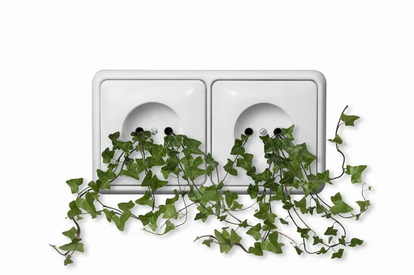 Green leaves growing from wall outlet on white background — Stock Photo, Image