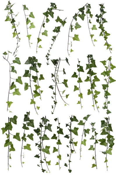 Climbing plant collection Stock Picture
