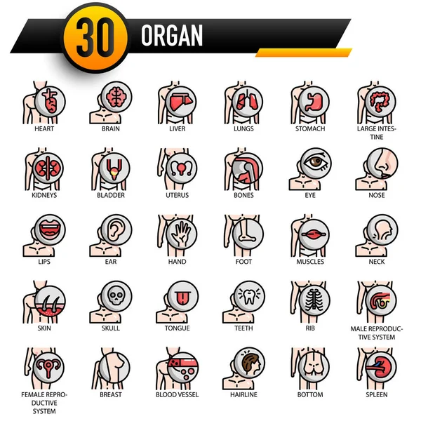 İnsan organları seti, vektör illüstrasyonu